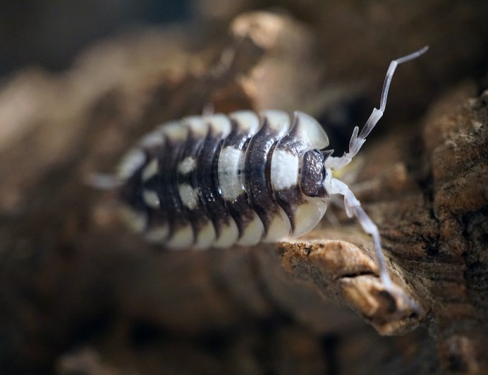 Porcellio expansus