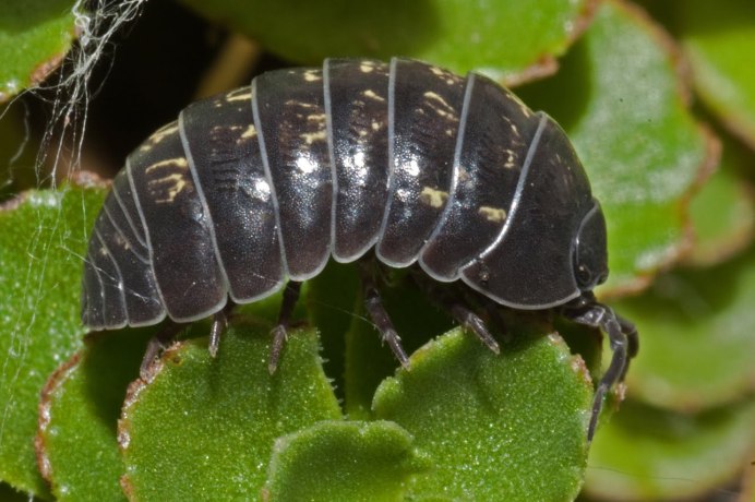Мокрица обыкновенная насекомое