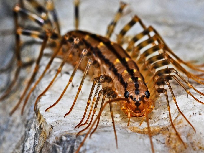 Черный Жук чернотелка