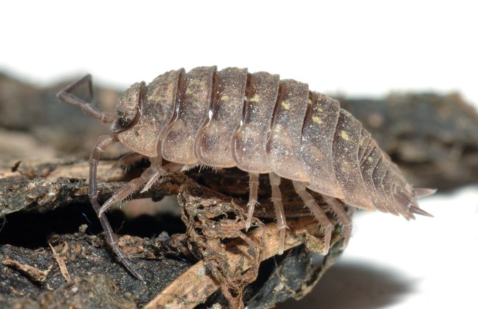 Равноногие ракообразные мокрица