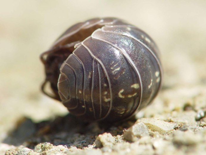 Многоножка мухоловка