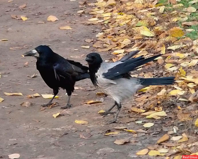 Грач и ворона