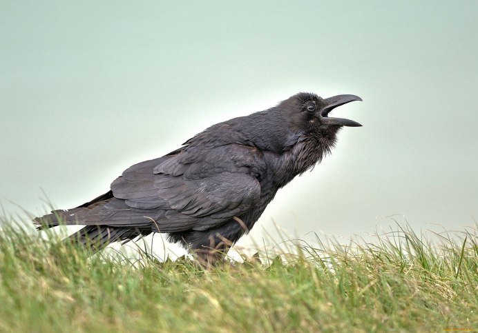 Черный ворон Corvus Corax