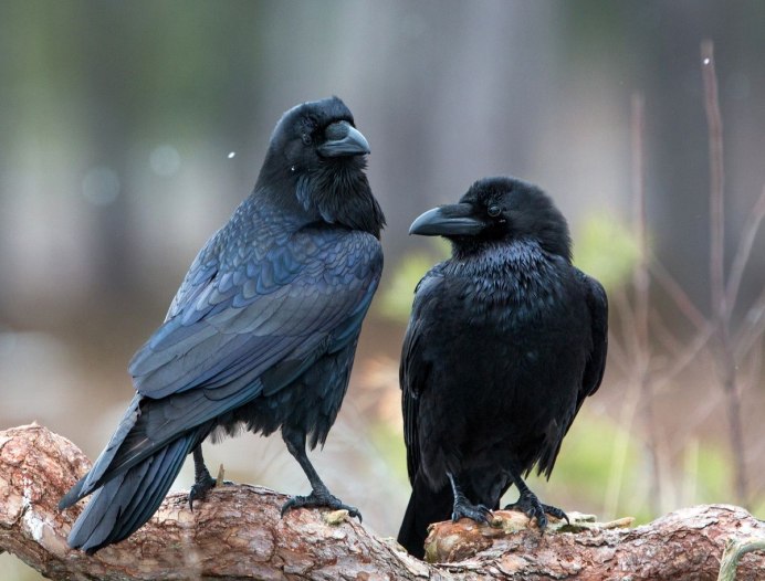 Черный ворон Corvus Corax