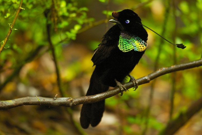 Paradisaea Rudolphi