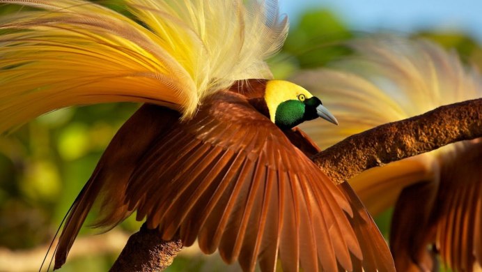 Paradisaea Guilielmi