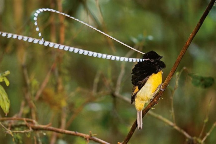 Cicinnurus Regius