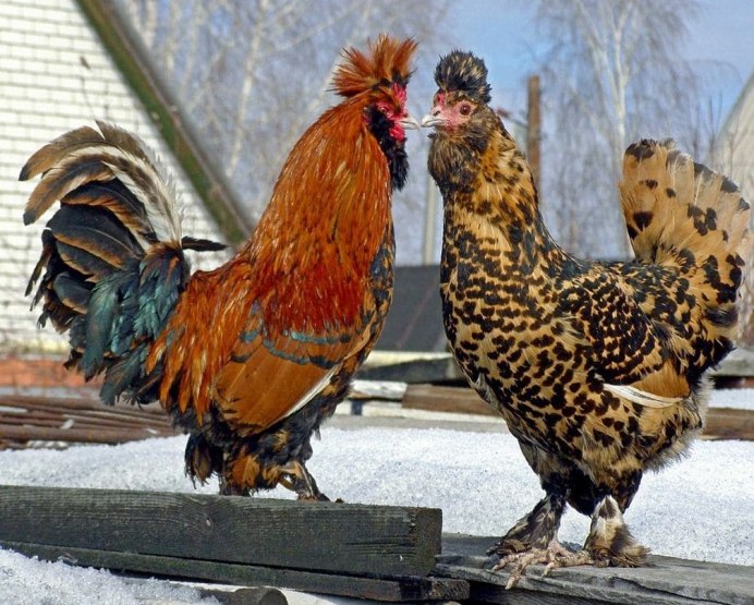 Куры породы падуан