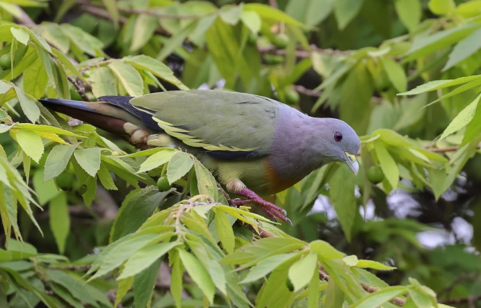 Japanese Green Pigeon