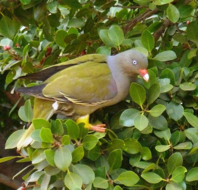 Treron sieboldii