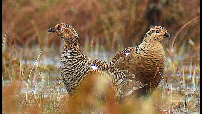 Глухарь - Capercaillie