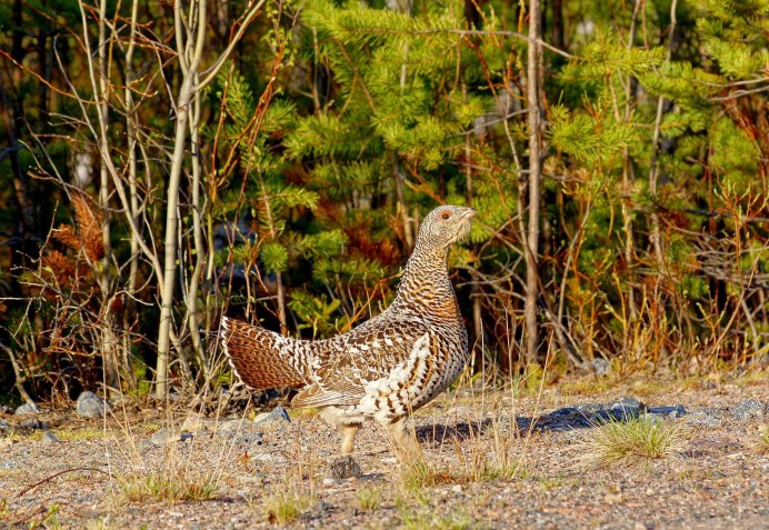 Глухарь птица самка