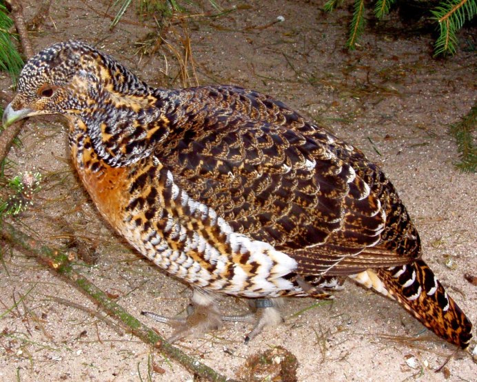 Глухарь и самка глухаря