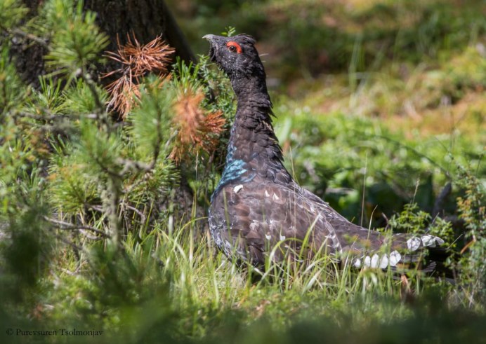 Глухарь готовится к зиме