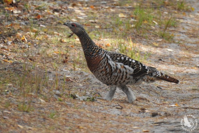 Токующий Глухарь