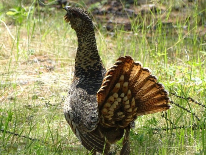 Глухарь тетерев фазан