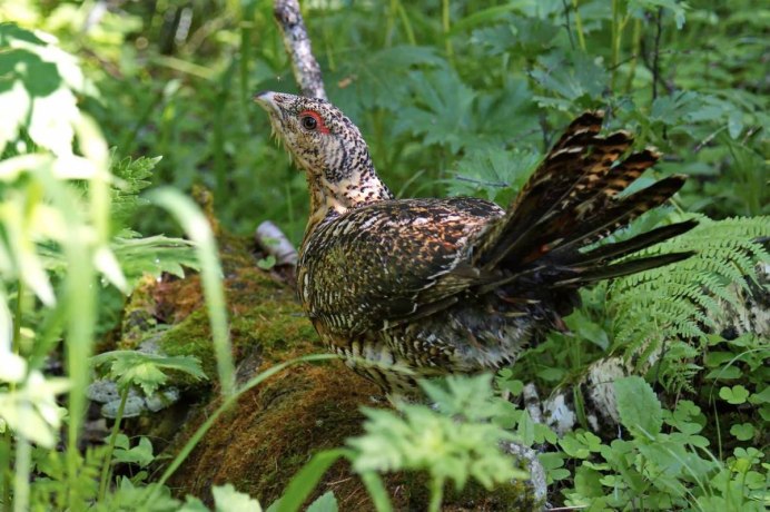 Глухарь тетерев фазан