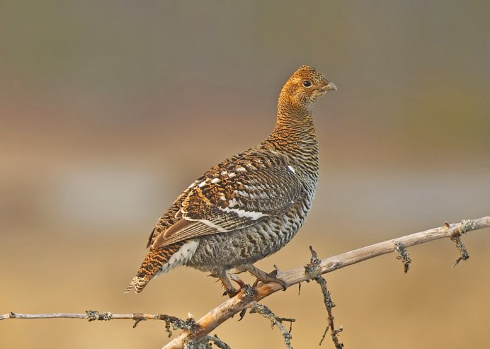 Стая глухарей