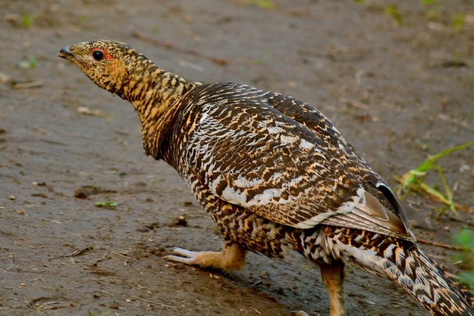 Глухарь и Капалуха