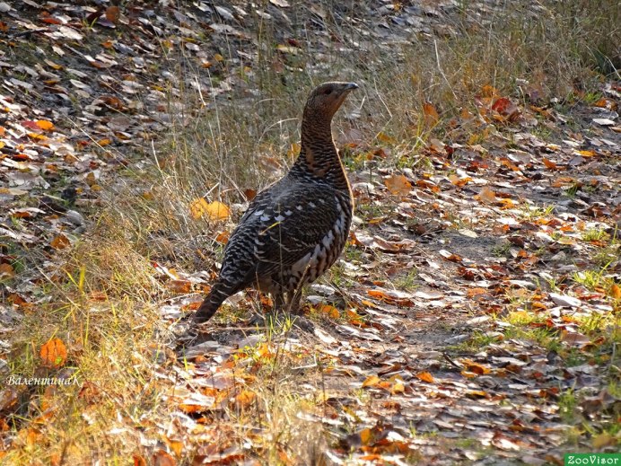 Гнездо рябчика