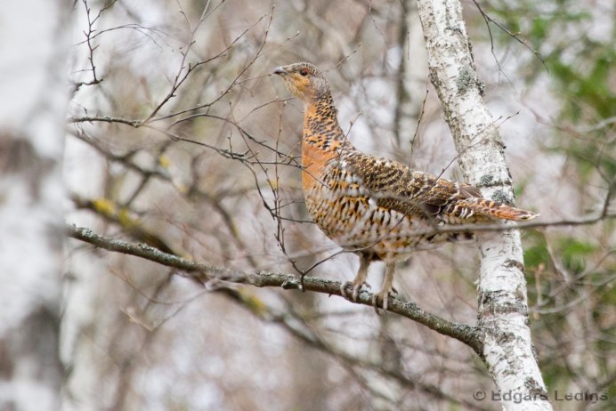 Глухарь (Tetrao urogallus)