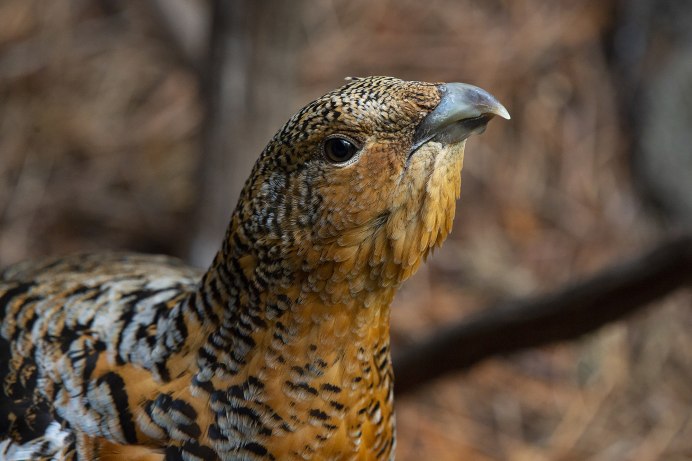 Чернобрюхий Глухарь Tetrao urogallus Major