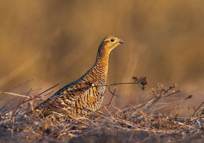 Тетерев Млокосевича