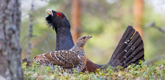 Глухарь и Капалуха