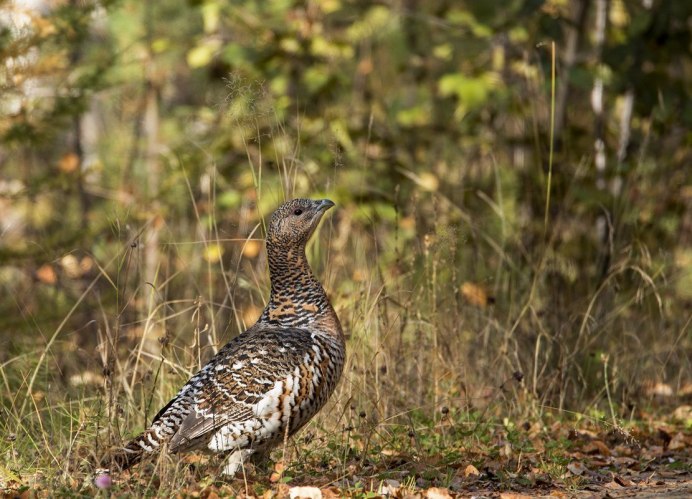 Глухарь и Глухарка