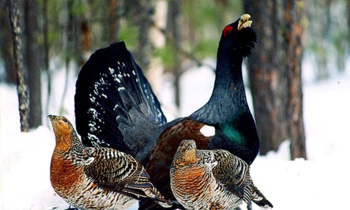 Тетерев птица самка