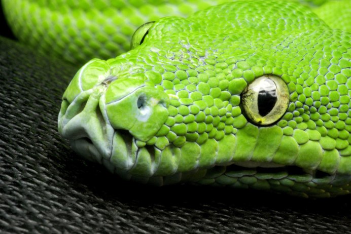 Питон Morelia viridis
