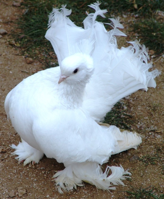 Троицкие статные голуби