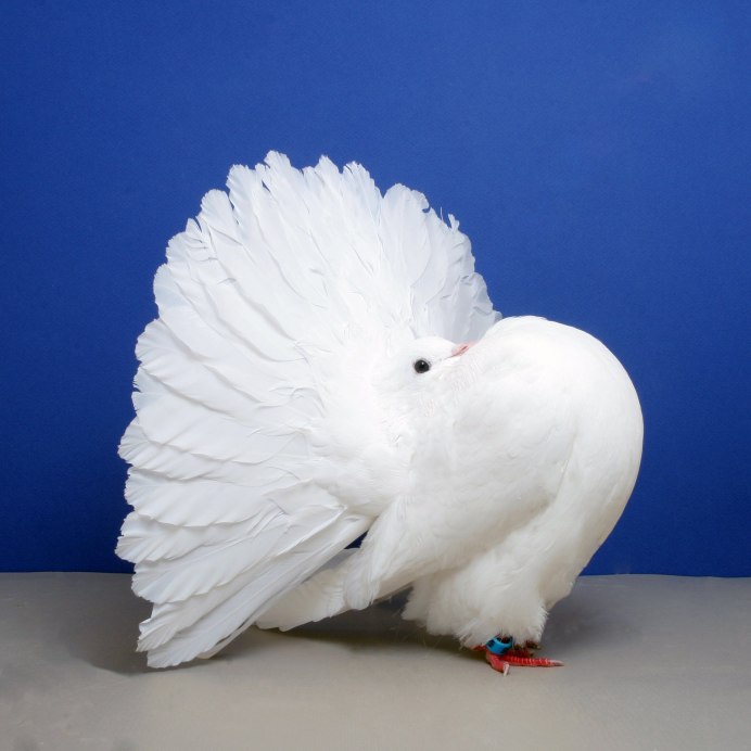 Породы голубей