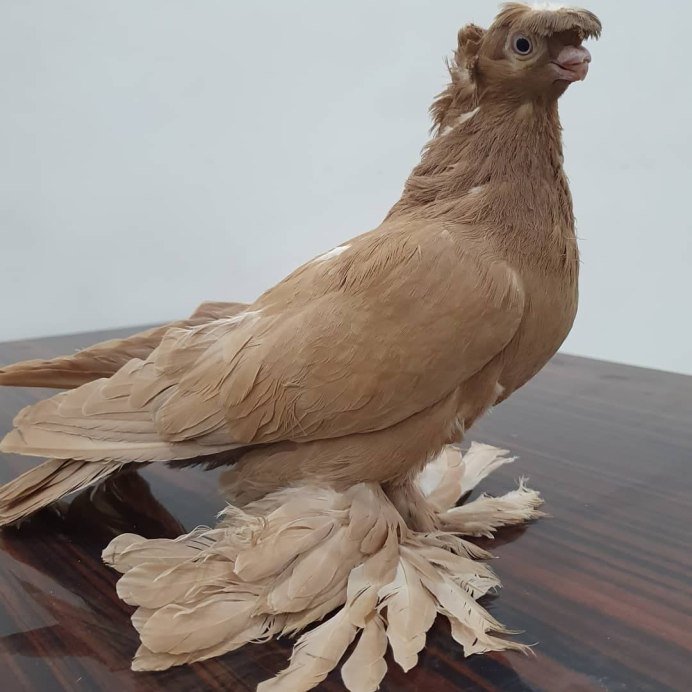 Декоративные голуби