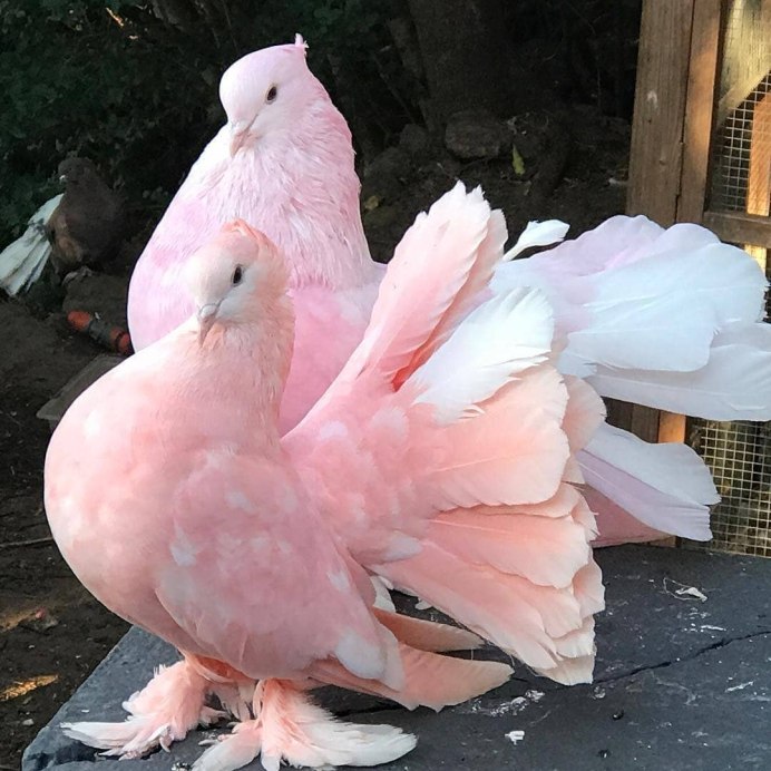 Декоративные голуби