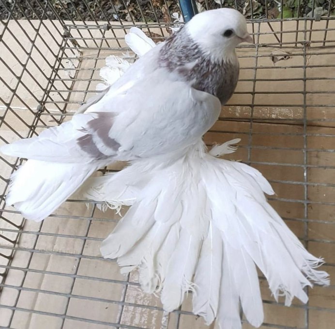 Немецкая крестовые монахи порода голубей