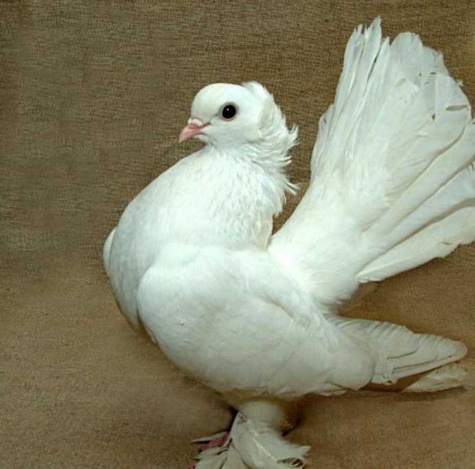 Frillback Pigeon порода голубей