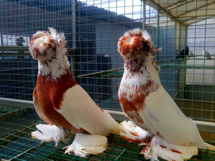 Декоративные голуби якобины