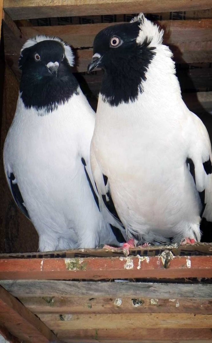 Голубь Берлинский длинноклювый Турман