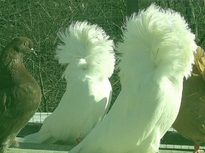 Бойные двухчубые голуби