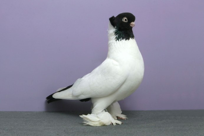 Frillback Pigeon
