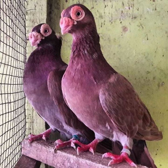 Голуби породы Богемская космоногая