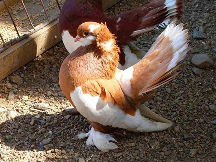 Декоративные голуби