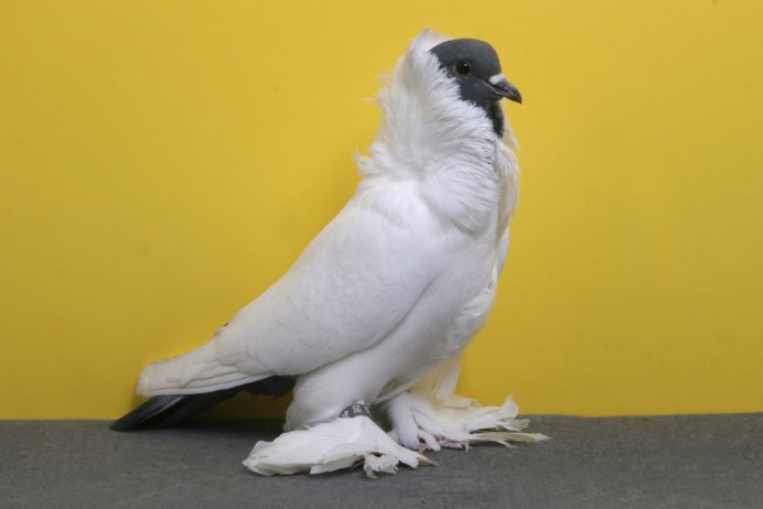 Голубь Горлица