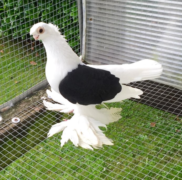 Голуби Павлины чубатые лохмоногие