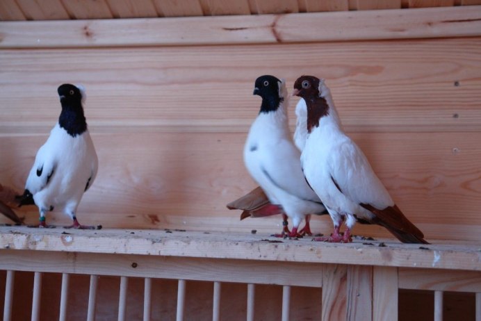 Порода голубей саксонский священник