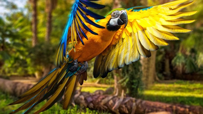 Попугай Macaw