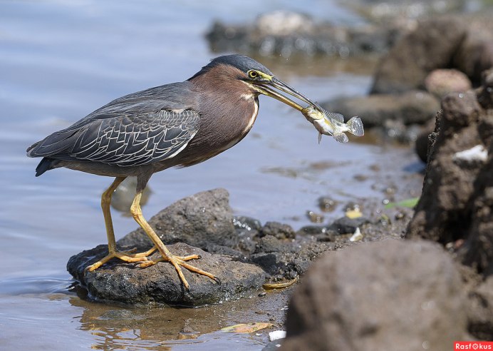Кулик-сорока Haematopus ostralegus