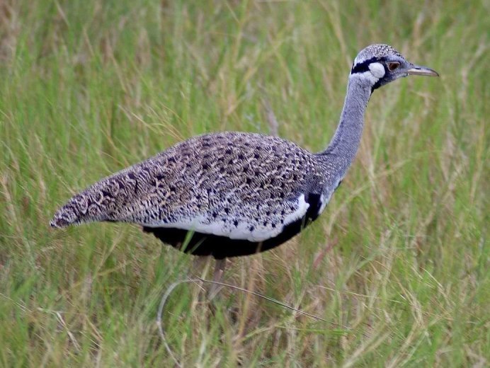 Chlamydotis macqueenii