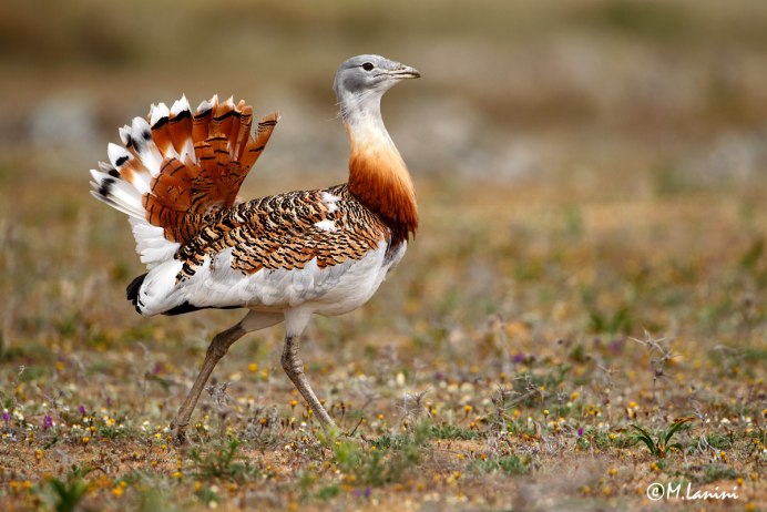 Afrotis afraoides